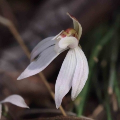 Caladenia fuscata (Dusky Fingers) at O'Connor, ACT - 5 Sep 2023 by ConBoekel