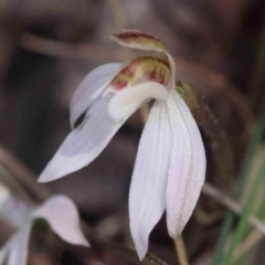 Caladenia fuscata at O'Connor, ACT - 5 Sep 2023