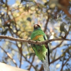 Barnardius zonarius (Australian Ringneck) at Louth, NSW - 30 Aug 2023 by SimoneC