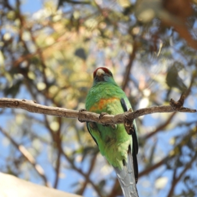 Barnardius zonarius (Australian Ringneck) at Louth, NSW - 30 Aug 2023 by SimoneC