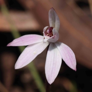 Caladenia fuscata at O'Connor, ACT - suppressed