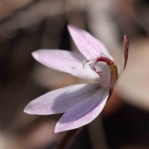 Caladenia fuscata at O'Connor, ACT - suppressed