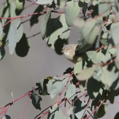 Smicrornis brevirostris (Weebill) at Rendezvous Creek, ACT - 5 Sep 2023 by richardm