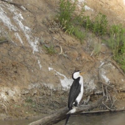 Microcarbo melanoleucos (Little Pied Cormorant) at Louth, NSW - 30 Aug 2023 by SimoneC