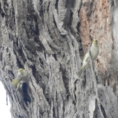 Ptilotula penicillata (White-plumed Honeyeater) at Louth, NSW - 30 Aug 2023 by SimoneC