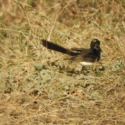 Rhipidura leucophrys (Willie Wagtail) at Louth, NSW - 30 Aug 2023 by SimoneC