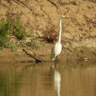 Ardea alba (Great Egret) at Louth, NSW - 30 Aug 2023 by SimoneC