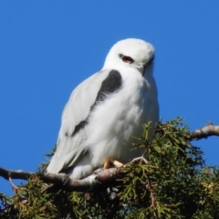 Elanus axillaris (Black-shouldered Kite) at Fyshwick, ACT - 5 Sep 2023 by JohnBundock