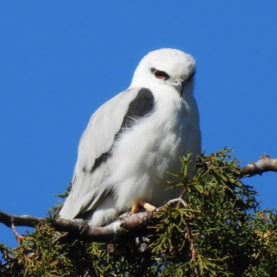 Elanus axillaris (Black-shouldered Kite) at Fyshwick, ACT - 4 Sep 2023 by JohnBundock