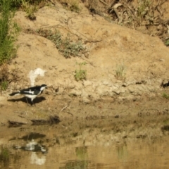 Grallina cyanoleuca (Magpie-lark) at Louth, NSW - 30 Aug 2023 by SimoneC