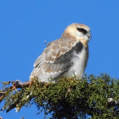 Elanus axillaris (Black-shouldered Kite) at Fyshwick, ACT - 5 Sep 2023 by JohnBundock