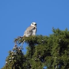 Elanus axillaris at Fyshwick, ACT - 5 Sep 2023