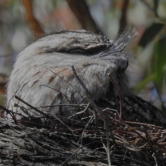 Podargus strigoides (Tawny Frogmouth) at Jerrabomberra Wetlands - 5 Sep 2023 by JohnBundock