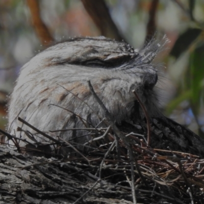 Podargus strigoides (Tawny Frogmouth) at Jerrabomberra Wetlands - 5 Sep 2023 by JohnBundock