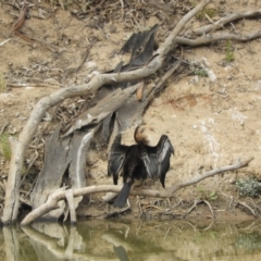 Anhinga novaehollandiae (Australasian Darter) at Louth, NSW - 30 Aug 2023 by SimoneC