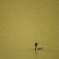 Phalacrocorax sulcirostris (Little Black Cormorant) at Louth, NSW - 30 Aug 2023 by SimoneC