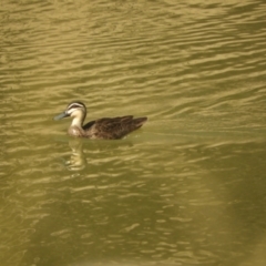 Anas superciliosa (Pacific Black Duck) at Louth, NSW - 30 Aug 2023 by SimoneC