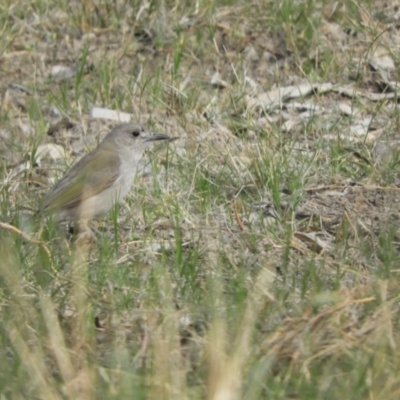 Colluricincla harmonica (Grey Shrikethrush) at Louth, NSW - 30 Aug 2023 by SimoneC