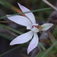 Caladenia fuscata (Dusky Fingers) at O'Connor, ACT - 5 Sep 2023 by ConBoekel