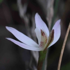 Caladenia fuscata at O'Connor, ACT - 5 Sep 2023