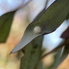 Glycaspis sp. (genus) (Unidentified sugary lerp) at Russell, ACT - 5 Sep 2023 by Hejor1