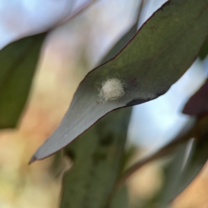 Glycaspis sp. (genus) at Russell, ACT - 5 Sep 2023