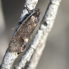 Leistomorpha brontoscopa (A concealer moth) at Russell, ACT - 4 Sep 2023 by Hejor1