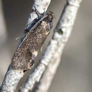 Leistomorpha brontoscopa at Russell, ACT - 5 Sep 2023