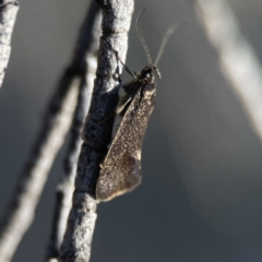 Leistomorpha brontoscopa at Russell, ACT - 5 Sep 2023