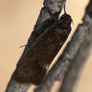 Leistomorpha brontoscopa at Russell, ACT - 5 Sep 2023