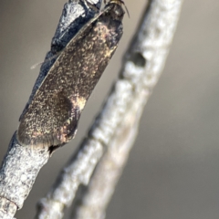 Leistomorpha brontoscopa at Russell, ACT - 5 Sep 2023