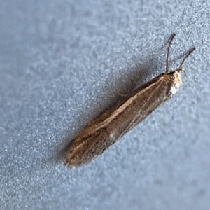 Philobota thiogramma at Russell, ACT - 5 Sep 2023