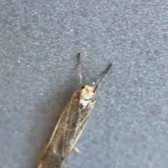 Philobota thiogramma at Russell, ACT - 5 Sep 2023