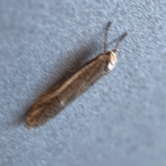 Philobota thiogramma at Russell, ACT - 5 Sep 2023