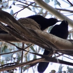 Corcorax melanorhamphos (White-winged Chough) at Hughes, ACT - 5 Sep 2023 by LisaH