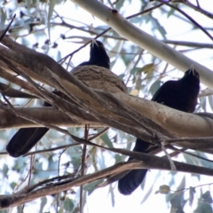 Corcorax melanorhamphos at Hughes, ACT - 5 Sep 2023 06:02 PM