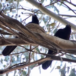 Corcorax melanorhamphos at Hughes, ACT - 5 Sep 2023