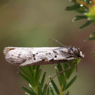 Philobota lysizona (A concealer moth) at O'Connor, ACT - 5 Sep 2023 by ConBoekel