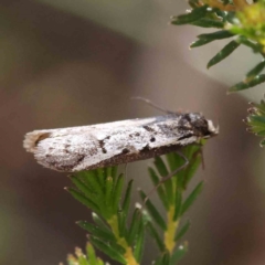 Philobota lysizona at O'Connor, ACT - 5 Sep 2023