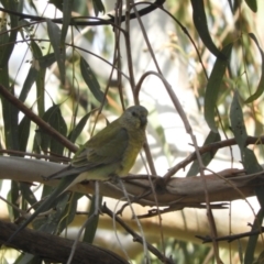 Psephotus haematonotus (Red-rumped Parrot) at Louth, NSW - 30 Aug 2023 by SimoneC