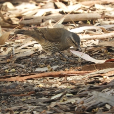 Climacteris picumnus (Brown Treecreeper) at Louth, NSW - 30 Aug 2023 by SimoneC