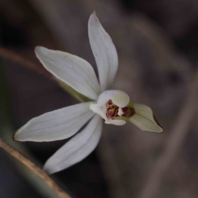 Caladenia fuscata (Dusky Fingers) at Caladenia Forest, O'Connor - 5 Sep 2023 by ConBoekel