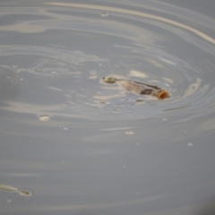 Unidentified Carp at Louth, NSW - 30 Aug 2023 by SimoneC