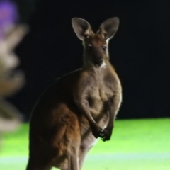 Osphranter robustus (Wallaroo) at Leinster, WA - 3 Sep 2023 by HelenCross