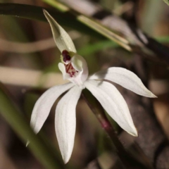 Caladenia fuscata (Dusky Fingers) at O'Connor, ACT - 5 Sep 2023 by ConBoekel