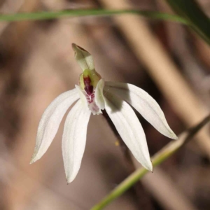 Caladenia fuscata at O'Connor, ACT - suppressed