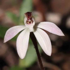 Caladenia fuscata (Dusky Fingers) at O'Connor, ACT - 5 Sep 2023 by ConBoekel