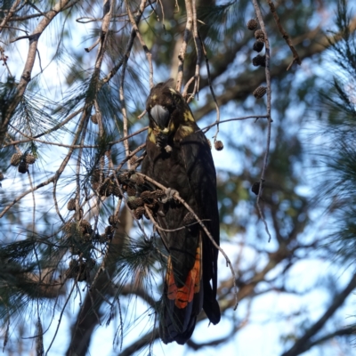 Calyptorhynchus lathami lathami (Glossy Black-Cockatoo) at Broulee, NSW - 5 Sep 2023 by Gee