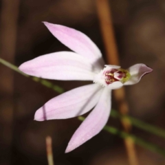 Caladenia fuscata (Dusky Fingers) at Caladenia Forest, O'Connor - 5 Sep 2023 by ConBoekel