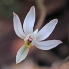 Caladenia fuscata (Dusky Fingers) at O'Connor, ACT - 5 Sep 2023 by ConBoekel